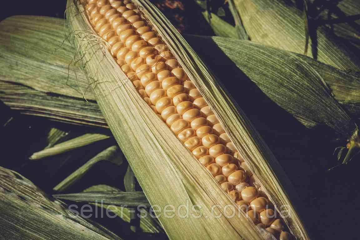 Насіння кукурудзи Подільський 274 СВ ФАО 270
