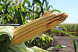 Насіння кукурудзи Даніїл ФАО 280 – високоврожайний гібрид для зерна та силосу, фото 3