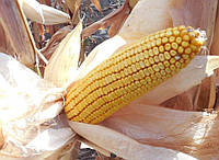 Семена кукурузы Днепровский 257 СВ ФАО 290