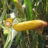 Насіння кукурудзи Моніка 350 МВ ФАО 350, фото 3