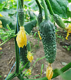 Насіння огірка Брутус F1 (100 нас.) Innova Seeds, фото 2