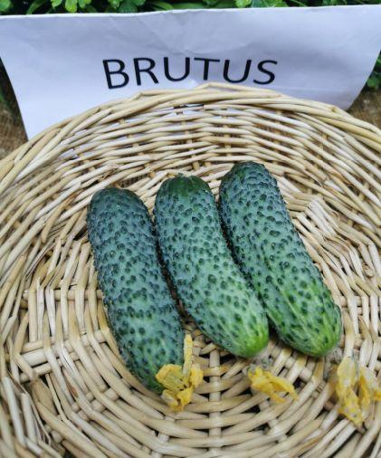 Насіння огірка Брутус F1 (100 нас.) Innova Seeds