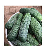 Насіння огірка Брутус F1 (100 нас.) Innova Seeds, фото 3