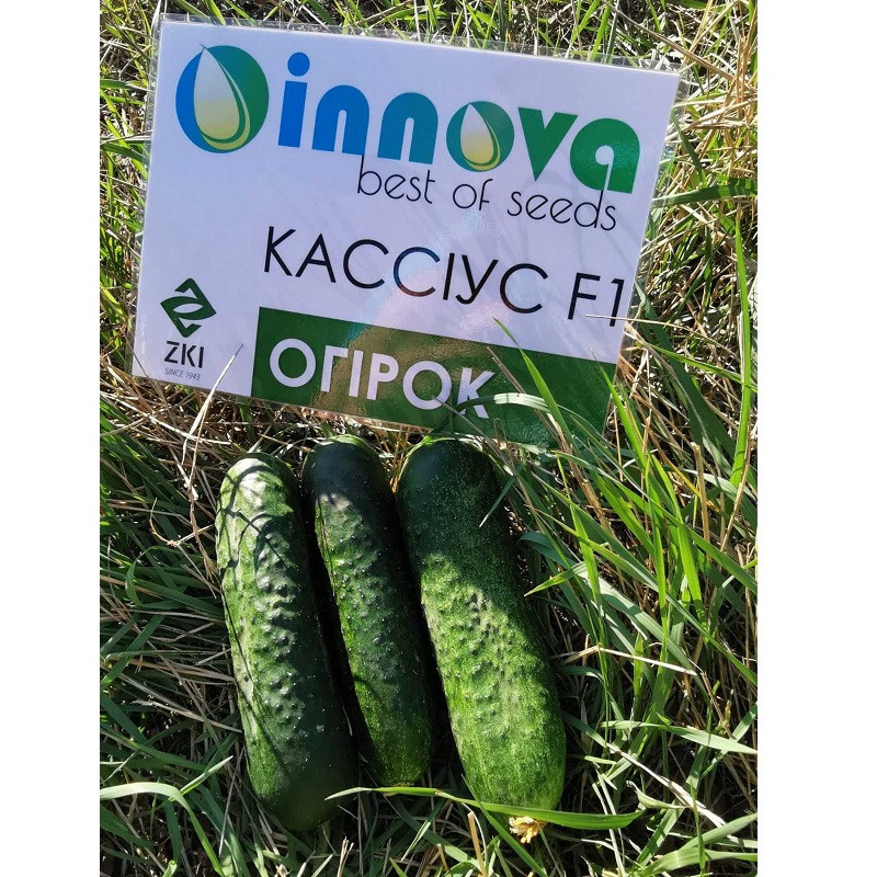 Семена огурца Кассиус F1 (100 сем.) Innova Seeds - фото 1 - id-p1279368366