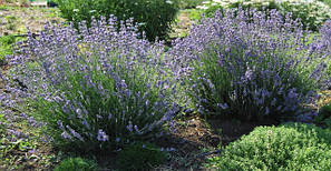 Кущі вічнозелені, листопадні гарноквітучі в контейнерах і з відкритою кореневою