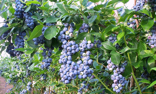 лохина, саджанці малини, чорниці купити, лохина садова, лохина в Україні, замовити лохину