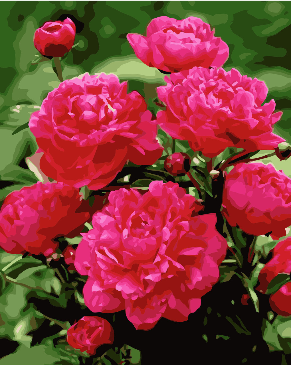 Картина за номерами VA-1577 Яскраві рожеві пиони, 40х50см. Strateg