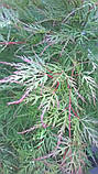 Клен японський "Emerald Lace".
Acer palmatum "Emerald Lace"., фото 10