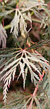 Клен японський "Emerald Lace".
Acer palmatum "Emerald Lace"., фото 8