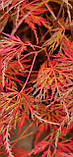 Клен японський "Emerald Lace".
Acer palmatum "Emerald Lace"., фото 7
