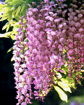 Гліцинія флорибунда Качи - Бені \ Wisteria floribunda 'Kuchi-beni' ( саджанці 4 роки  ), фото 2