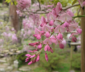 Гліцинія флорибунда Качи - Бені \ Wisteria floribunda 'Kuchi-beni' ( саджанці 4 роки  ), фото 2