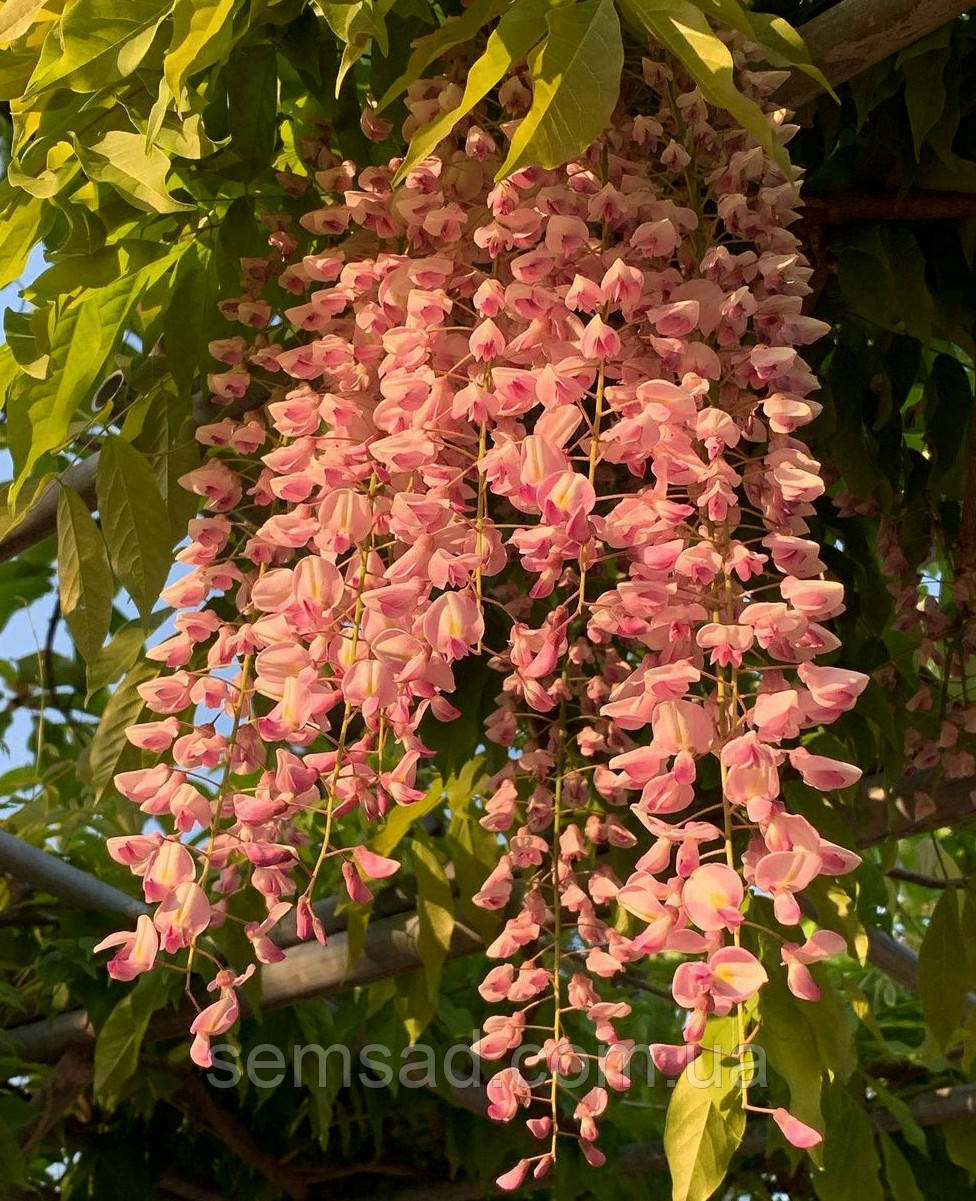 Гліцинія флорибунда Пінк Айс \ Wisteria floribunda Pink Ice (саджанці 3 роки )