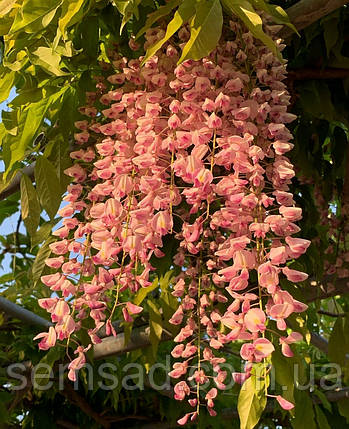 Гліцинія флорибунда Пінк Айс \ Wisteria floribunda Pink Ice (саджанці 3 роки ), фото 2