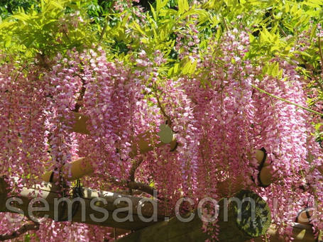 Гліцинія флорибунда Пінк Айс \ Wisteria floribunda Pink Ice (саджанці 3 роки ), фото 2