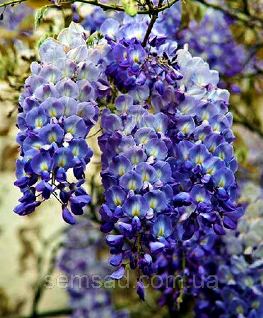 Гліцинія макростахія Блю Сапфір \ Wisteria macrostachya Blue Sapphire ( саджанці 3 роки )