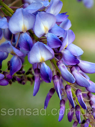 Гліцинія макростахія Блю Сапфір \ Wisteria macrostachya Blue Sapphire ( саджанці 3 роки ), фото 2