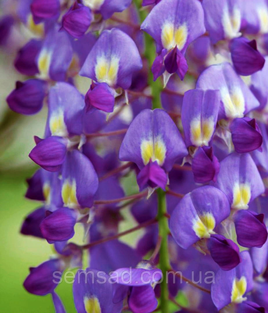 Гліцинія китайська Проліфік \ Wisteria sinensis 'Prolific' ( саджанці 2 роки )