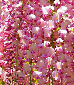 Гліцинія флорибунда Качи - Бені \ Wisteria floribunda 'Kuchi-beni' ( саджанці 4 роки  )