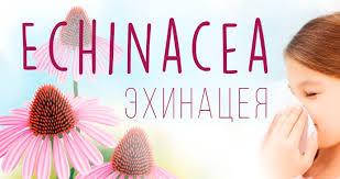 Ехінацея