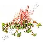 Мікрозелень Редиска 10 г SeedEra, фото 2