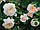 Саджанці троянд Крокус Роуз ( Rose Crocus), фото 4
