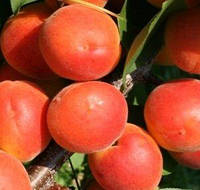 Саженец абрикоса Харогем возраст 1 год