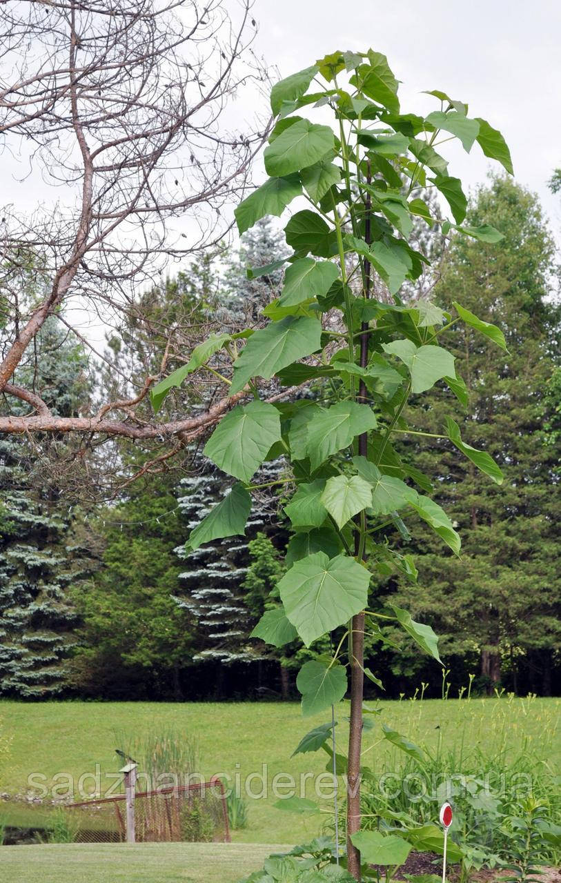 Саджанці Павловнія (Paulownia)