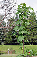 Саженцы Павловния (Paulownia)