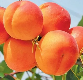 Саджанці Абрикоса Ерлі Ред Оранж — ранній, морозостійкий, урожайний