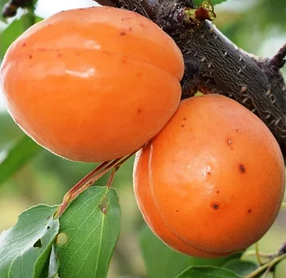 Саджанці Абрикоса Оранж Ред (Orange Red) — середній, солодкий, зимостійкий