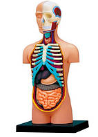 Об'ємна анатомічна модель Торс людини 4D Master (FM-626003)