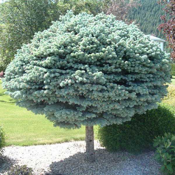 Ялина на штамбі Глаука Глобоза / h 95-110 / Picea Glauca Globosa