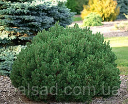 Сосна гірська Пуміліо / Р14 / Pinus mugo Рumilio, фото 4