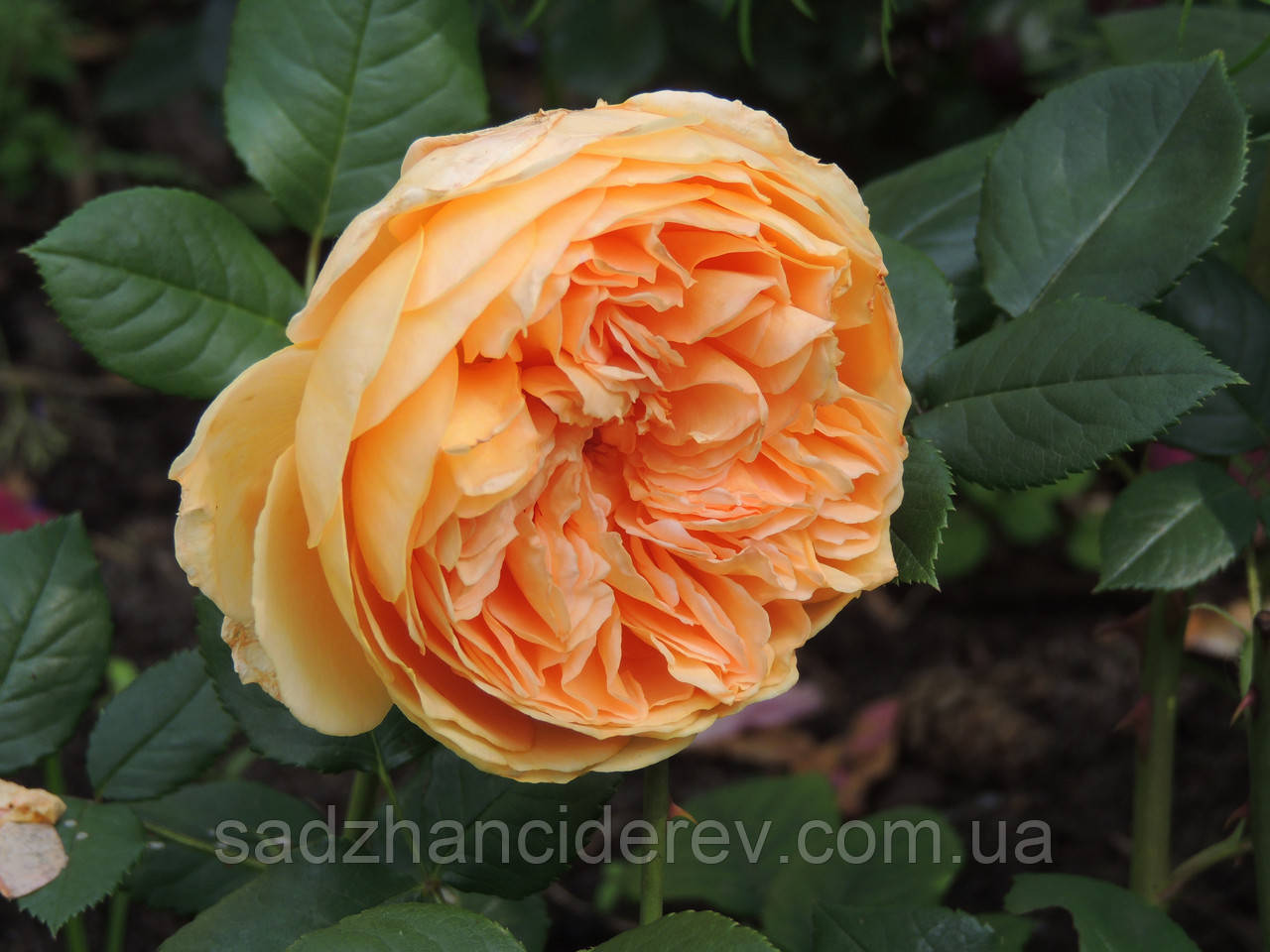 Саджанці троянд Краун Принцеса Маргарет (Crown Princess Margaret)