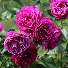 Троянда флорибунда Блю Іден