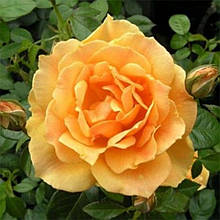 Троянда флорибунда Ізі Гоінг