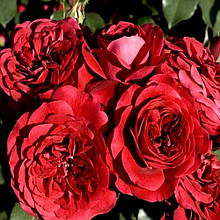 Троянди флорибунда Мона Ліза