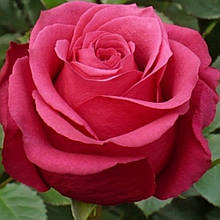 Троянда чайно-гібридна та флорибунда Марина