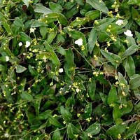 Традесканція багатобарвкова (смаженці)