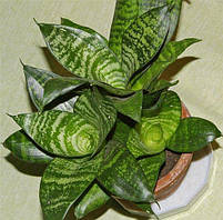 СансевьерА, щучий хвіст (великі рослини)