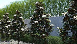 Магнолія  Грандіфлора "Маленька Перлина".  
Magnolia grandiflora "Little Gem"., фото 10