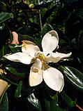 Магнолія  Грандіфлора "Маленька Перлина".  
Magnolia grandiflora "Little Gem"., фото 9