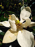 Магнолія  Грандіфлора "Маленька Перлина".  
Magnolia grandiflora "Little Gem"., фото 7