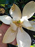 Магнолія  Грандіфлора "Маленька Перлина".  
Magnolia grandiflora "Little Gem"., фото 8