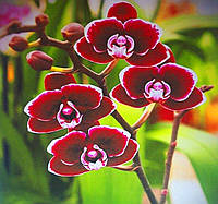 Живопис за номерами Квітка 40 х 50 см Y5367