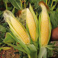 ДАНИИЛ семена кукурузы ФАО 280