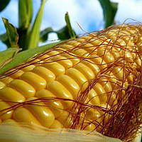 ПИВИХА насіння кукурудзи ФАО 180