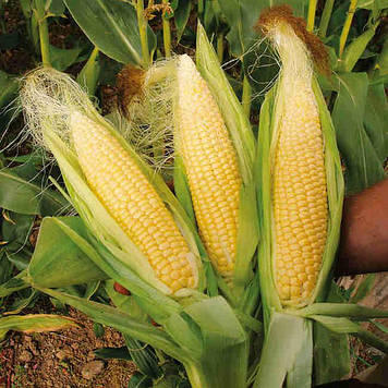 ХОТИН семена кукурудзи ФАО 280