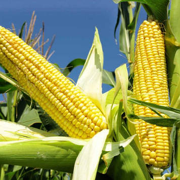 ОРЖИЦЯ насіння кукурудзи ФАО 240
